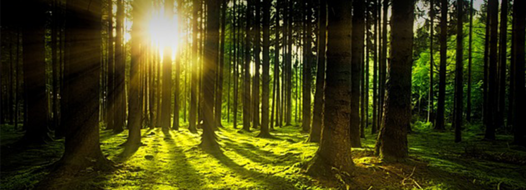 Wald Energie tanken